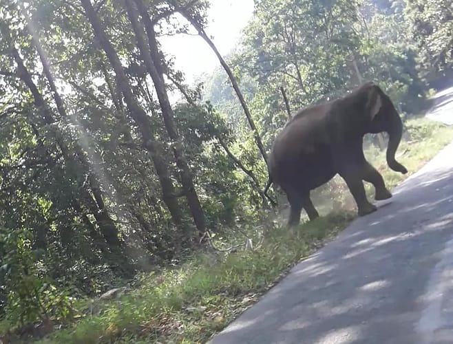 Idukki Neriamangalam wild elephant ഒരു കാട്ടാന അപാരത 1