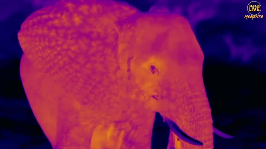 ആനകൾക്ക് അവയുടെ ശരീര താപനില സ്വയം നിയന്ത്രിക്കാൻ കഴിയും എന്ന് കണ്ടെത്തി Elephants use hot spots to stay cool 1